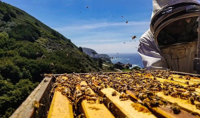 Free download bees big sur honey hive ocean free picture to be edited with GIMP free online image editor