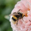 Bees get nectar  screen for extension Chrome web store in OffiDocs Chromium