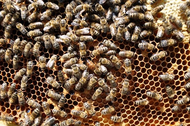 Gratis download Bees Honeycomb gratis fotosjabloon om te bewerken met GIMP online afbeeldingseditor