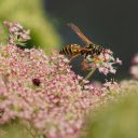 Bees look for honey  screen for extension Chrome web store in OffiDocs Chromium