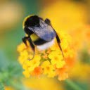 bees suck nectar from flowers  screen for extension Chrome web store in OffiDocs Chromium