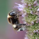 Bees take pollen  screen for extension Chrome web store in OffiDocs Chromium