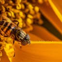 Bees take pollen  screen for extension Chrome web store in OffiDocs Chromium