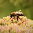 BEE Theme  screen for extension Chrome web store in OffiDocs Chromium