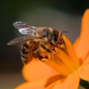 BEE Theme  screen for extension Chrome web store in OffiDocs Chromium