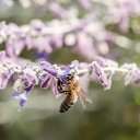 BEE THEME  screen for extension Chrome web store in OffiDocs Chromium