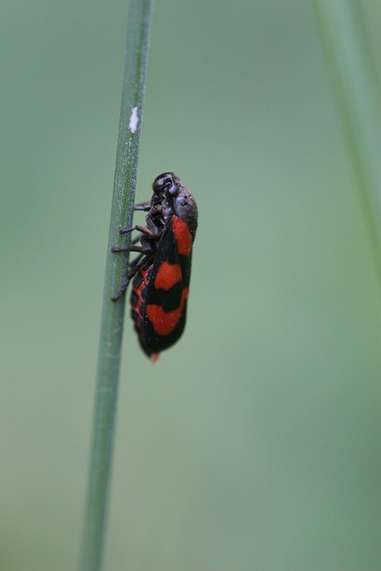 Free download beetle bug detail nature free picture to be edited with GIMP free online image editor