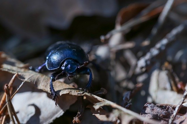 Free download beetle forest beetle insect forest free picture to be edited with GIMP free online image editor