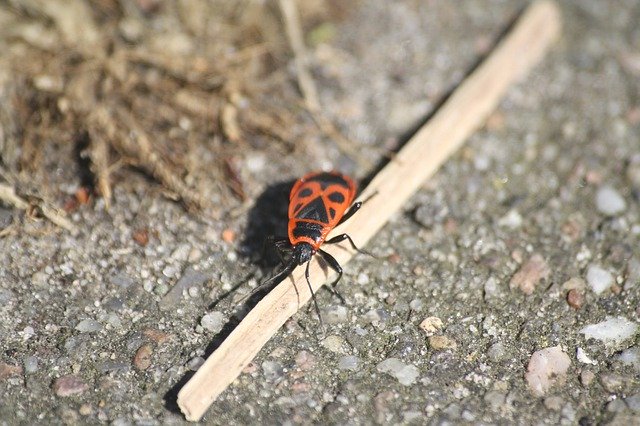 Téléchargement gratuit de Beetle Insect Panzer Pieces Of - photo ou image gratuite à éditer avec l'éditeur d'images en ligne GIMP