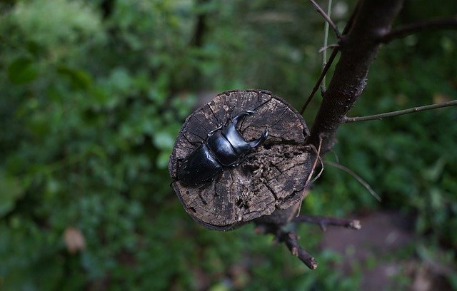 ດາວ​ໂຫຼດ​ຟຣີ beetle spade beetle stag beetle ຮູບ​ຟຣີ​ທີ່​ຈະ​ໄດ້​ຮັບ​ການ​ແກ້​ໄຂ​ທີ່​ມີ GIMP ບັນນາທິການ​ຮູບ​ພາບ​ອອນ​ໄລ​ນ​໌​ຟຣີ