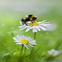 bee wallpaper  screen for extension Chrome web store in OffiDocs Chromium