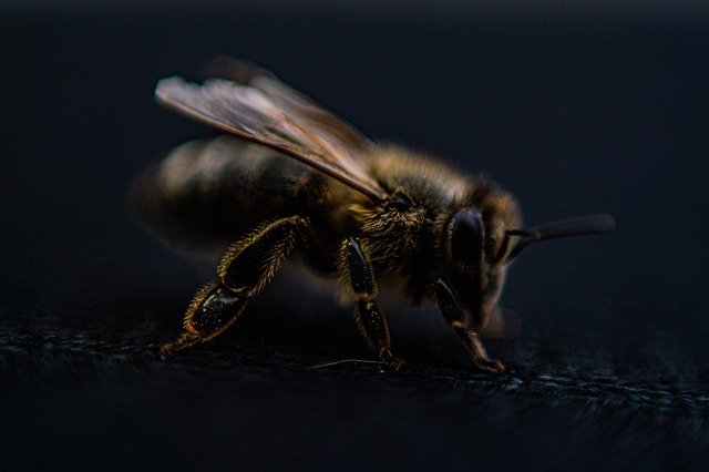 Faça o download gratuito da imagem gratuita de macro de olho de foco de cabelo de asas de abelha para ser editada com o editor de imagens on-line gratuito do GIMP