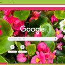 Begonia  screen for extension Chrome web store in OffiDocs Chromium