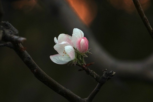 Bezpłatne pobieranie kwiatów begonii zima degrowth darmowe zdjęcie do edycji za pomocą bezpłatnego internetowego edytora obrazów GIMP