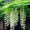 begonia flower wallpaper white  screen for extension Chrome web store in OffiDocs Chromium