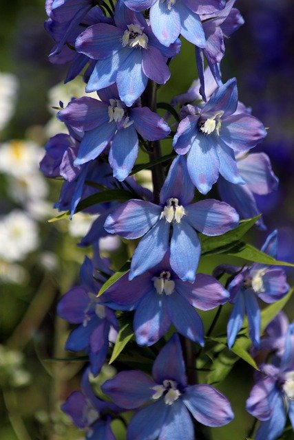 Muat turun percuma gambar delphinium bunga bunga biru loceng untuk diedit dengan editor imej dalam talian percuma GIMP