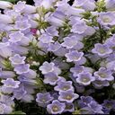 bell flower wallpaper  screen for extension Chrome web store in OffiDocs Chromium