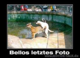 Free download Bellosletztes Foto free photo or picture to be edited with GIMP online image editor