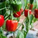 Bell pepper Tree  screen for extension Chrome web store in OffiDocs Chromium