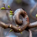 Bending tree  screen for extension Chrome web store in OffiDocs Chromium