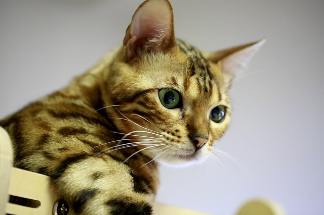 Bezpłatne pobieranie darmowego szablonu zdjęć Bengal Cat Pets do edycji za pomocą internetowego edytora obrazów GIMP
