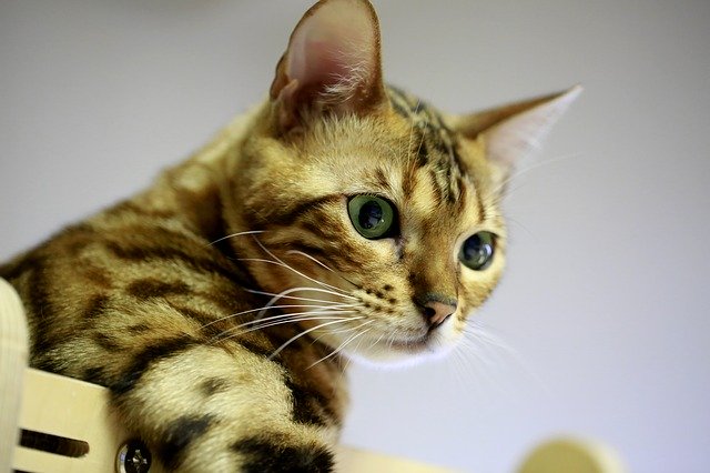Muat turun percuma templat foto percuma Bengal Cat Pets untuk diedit dengan editor imej dalam talian GIMP