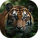bengal tiger staring aggression eyes majestic beauty nature  screen for extension Chrome web store in OffiDocs Chromium