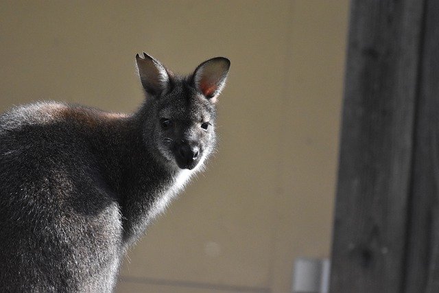 Free download bennett kangaroo wallaby australia free picture to be edited with GIMP free online image editor