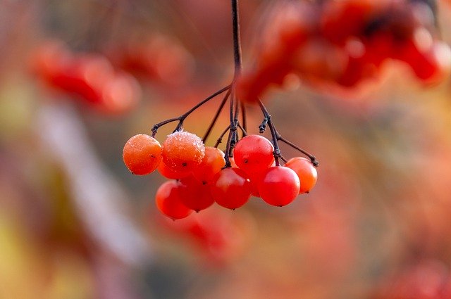 免费下载浆果水果植物自然免费图片可使用 GIMP 免费在线图像编辑器进行编辑