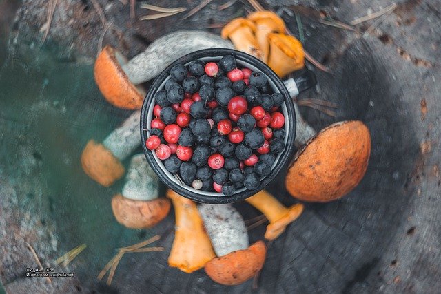 Free download berries mushroom freshness forest free picture to be edited with GIMP free online image editor