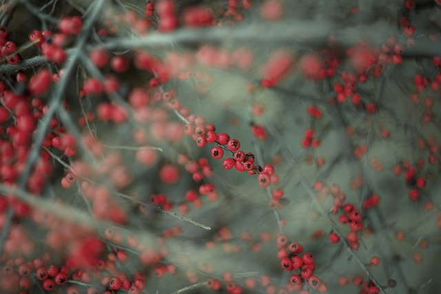 Free download berries tree nature macro free picture to be edited with GIMP free online image editor