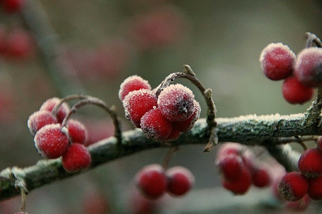 Free download berries winter frost nature free picture to be edited with GIMP free online image editor