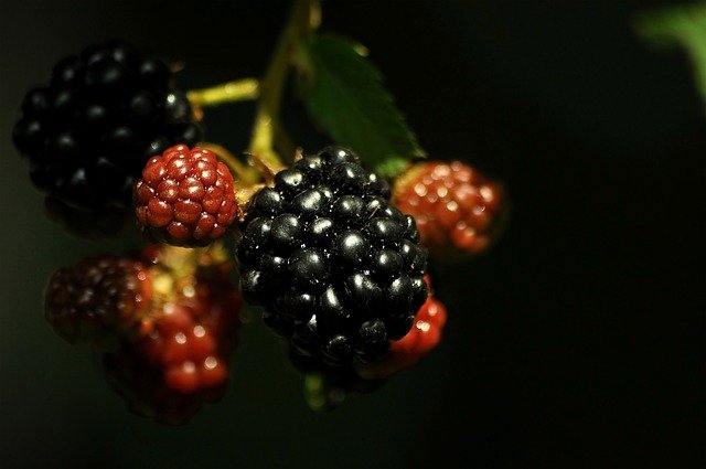 Muat turun percuma Berry Blackberry Black - foto atau gambar percuma untuk diedit dengan editor imej dalam talian GIMP