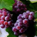Berry Bunch, Velvet Hues Gleam  screen for extension Chrome web store in OffiDocs Chromium