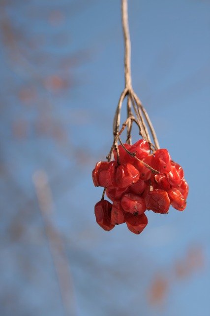 Free download berry dried up branch fruit nature free picture to be edited with GIMP free online image editor
