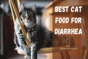 Free download best-cat-food-for-diarrhea-1170x658 free photo or picture to be edited with GIMP online image editor