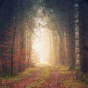 Best forest landscape  screen for extension Chrome web store in OffiDocs Chromium