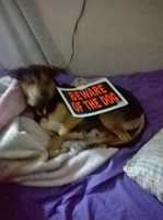 ດາວໂຫຼດຟຣີ Beware of the Dog Meme free photo or picture to be edited with GIMP online image editor