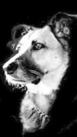 Free download Bgdog free photo or picture to be edited with GIMP online image editor