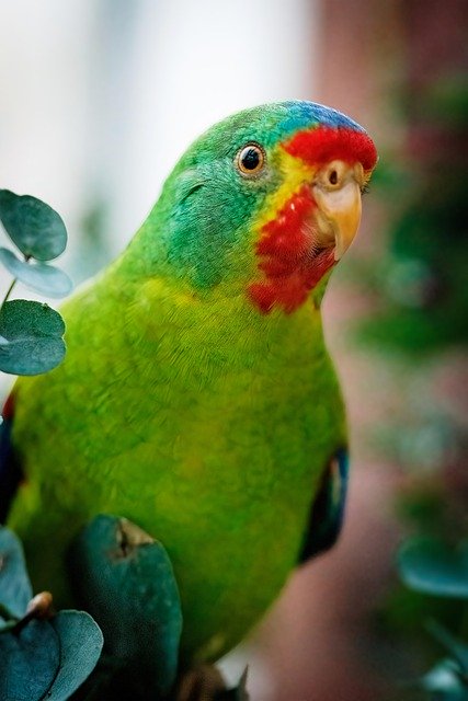 Free download biannual swift parrot parrot bird free picture to be edited with GIMP free online image editor