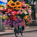 Bicycle carrying many flowers Wallpaper  screen for extension Chrome web store in OffiDocs Chromium