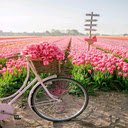 Bicycle in field of pink tulips wallpaper  screen for extension Chrome web store in OffiDocs Chromium