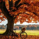 Bicycles and flower baskets  screen for extension Chrome web store in OffiDocs Chromium