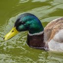 Big and beautiful duck  screen for extension Chrome web store in OffiDocs Chromium