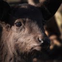 Big and strong goat  screen for extension Chrome web store in OffiDocs Chromium