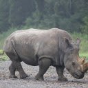 Big Beautiful Rhino  screen for extension Chrome web store in OffiDocs Chromium