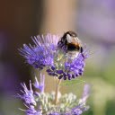 Big bee and purple flower  screen for extension Chrome web store in OffiDocs Chromium