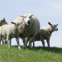 Big bellied sheep mother  screen for extension Chrome web store in OffiDocs Chromium