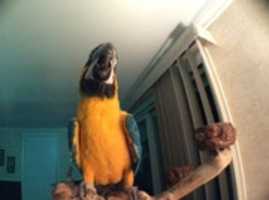 Free download Big bird  free photo or picture to be edited with GIMP online image editor