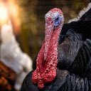 Big black pheasant  screen for extension Chrome web store in OffiDocs Chromium